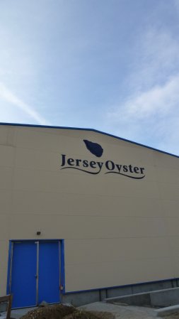 jersey oyster